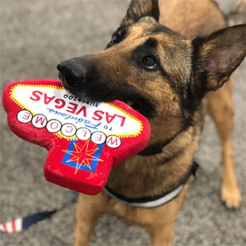 GSD with custom plush squeaky toy